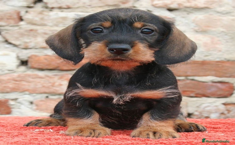 Teckel perros TECKEL HOJA SECA PRECIOSOS - Anuncio 1