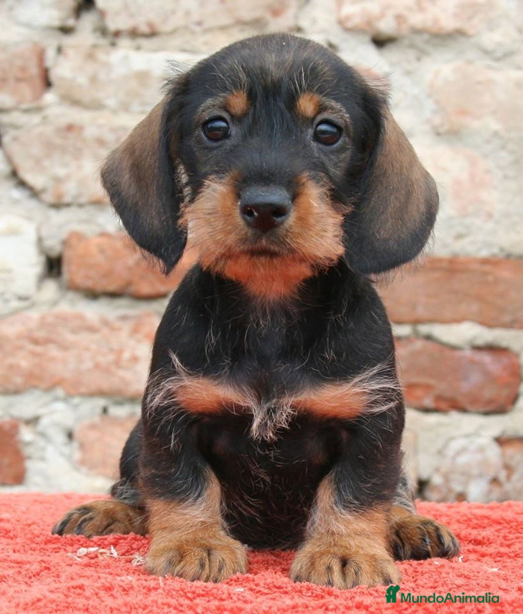 Teckel perros en venta: TECKEL HOJA SECA PRECIOSOS - Anuncio 1