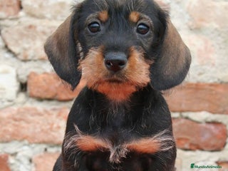 Teckel perros TECKEL HOJA SECA PRECIOSOS - Anuncio 1