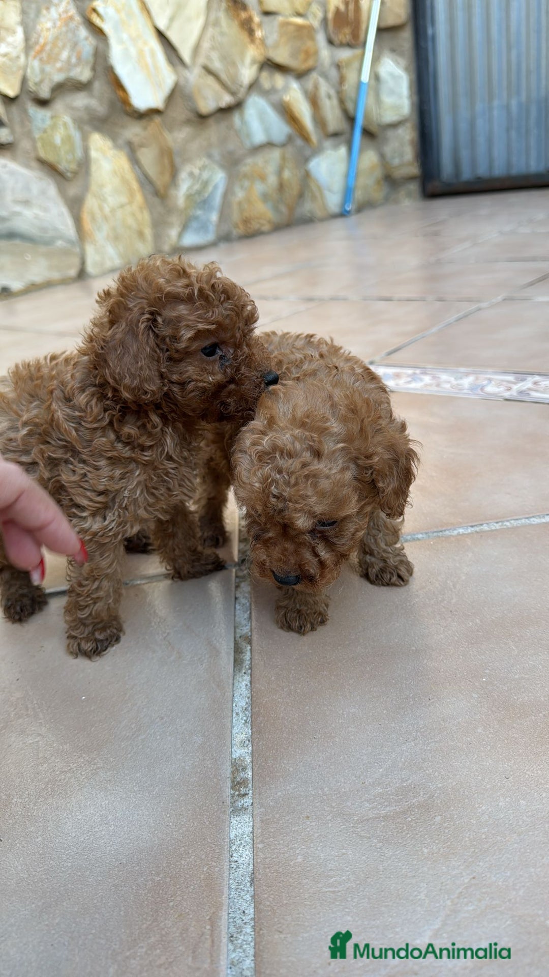 Caniche Toy perros en venta: Excelente camada de caniche rojo toy.  - Imagen 10