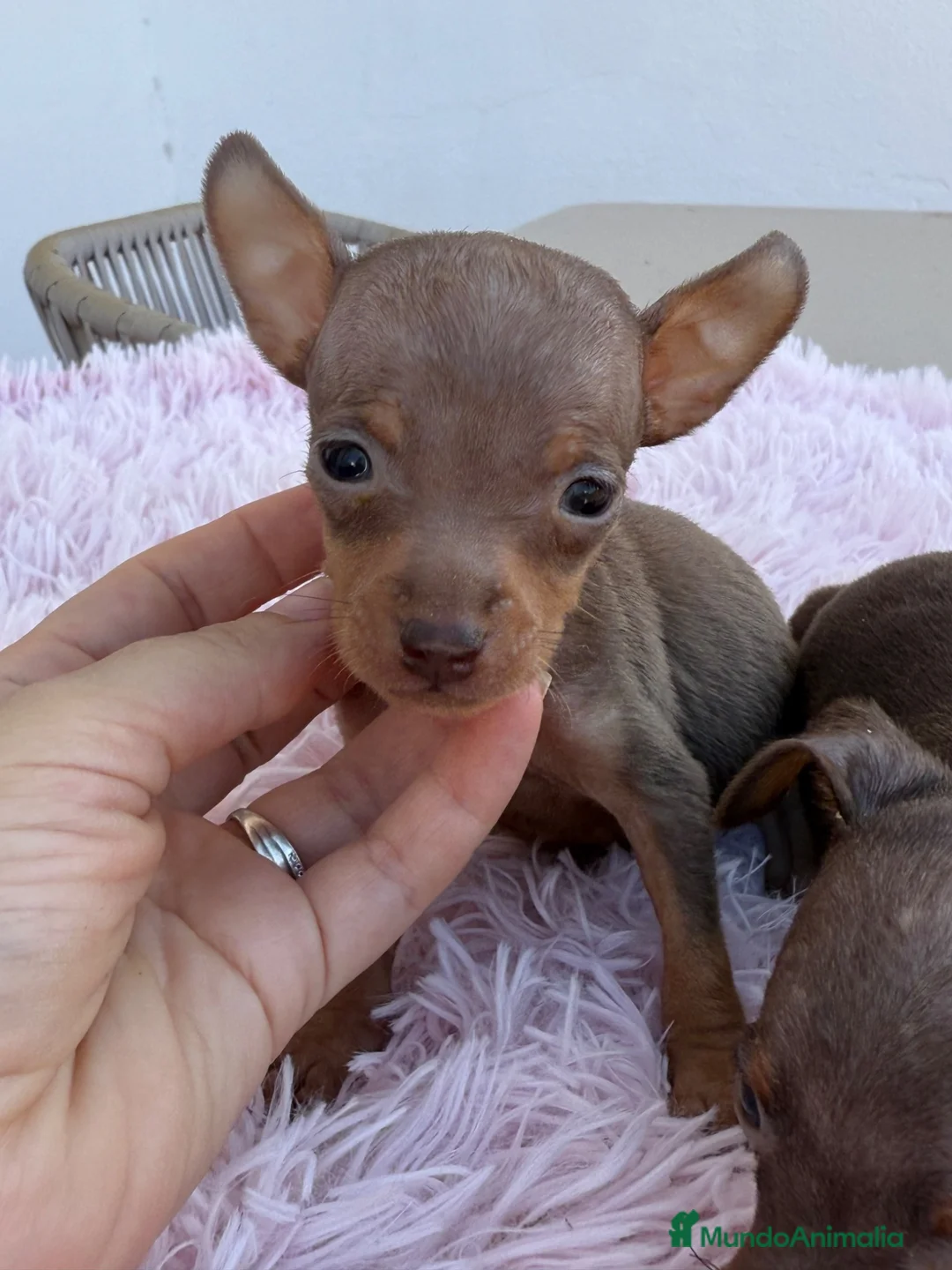 Pinscher Miniatura perros en venta: Mini pincher chocolates e Isabella  - Anuncio 9