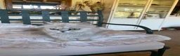 Persa gatos en venta: Gata Persa - Anuncio 2