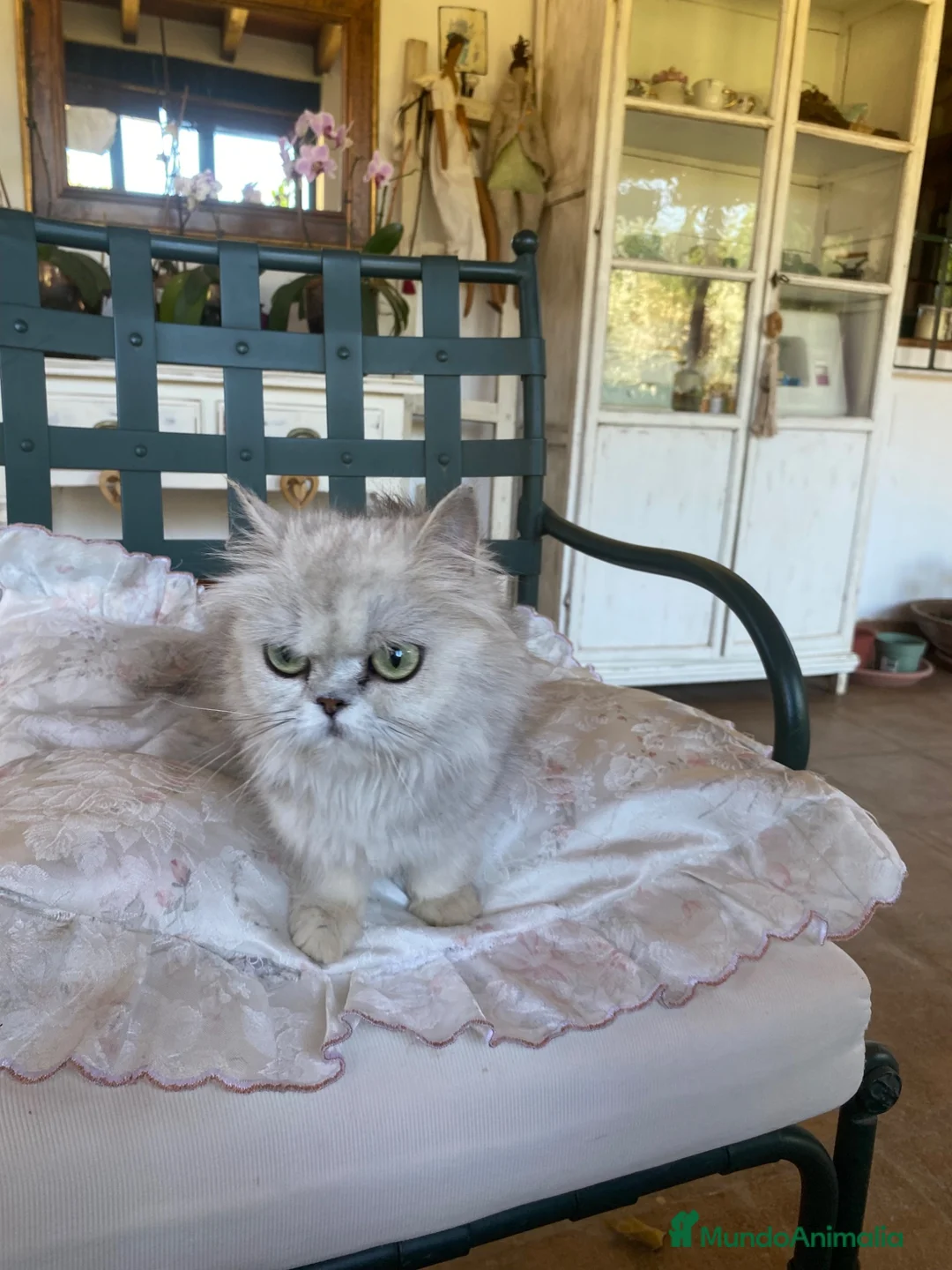 Persa gatos en venta: Gata Persa - Anuncio 2