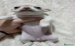 Chihuahua perros en venta: Impresionantes chihuahuas toy hembras - Anuncio 6