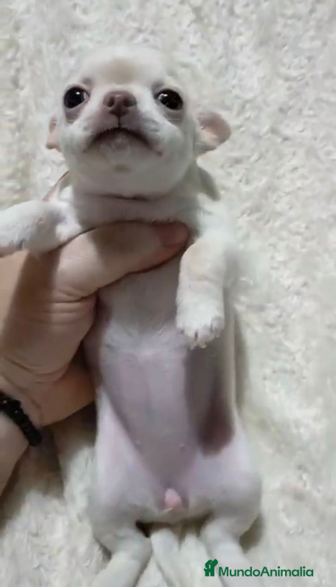 Chihuahua perros en venta: Impresionantes chihuahuas toy hembras - Anuncio 6