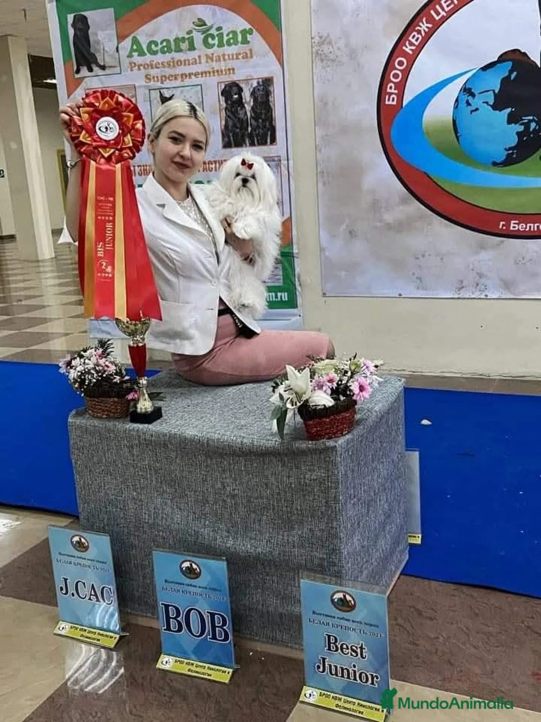 Bichón Maltés perros en venta: Maltés Micro Coreano – Macho en Venta - Anuncio 4