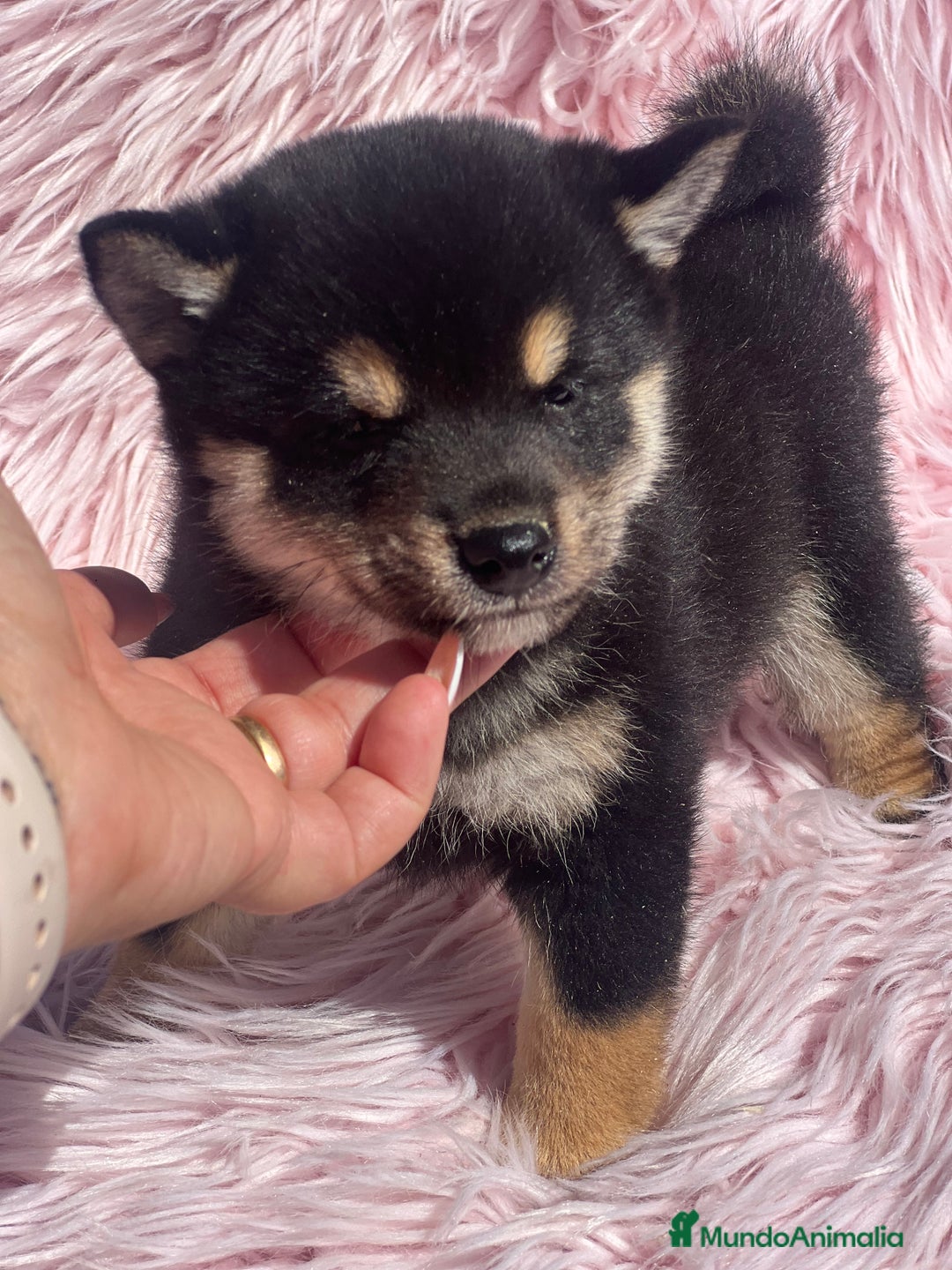 Shiba Inu perros en venta: Shiba inu negra fuego  - Imagen 2