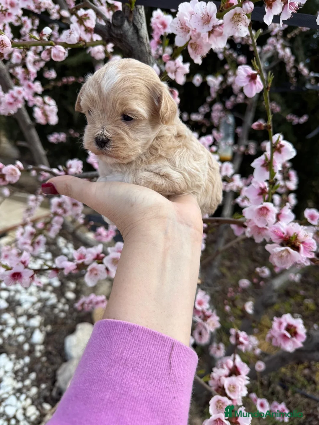 Maltipoo perros en venta: Maltipoo Particolor!!!! - Anuncio 2