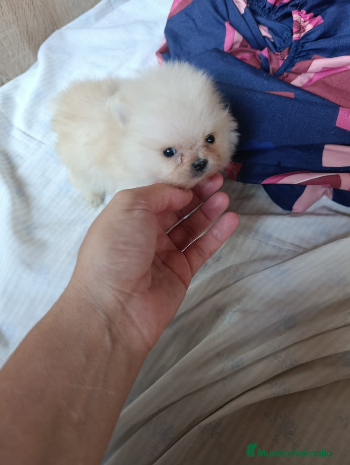Pomerania perros Precioso pomerania toy osito  - Anuncio 5