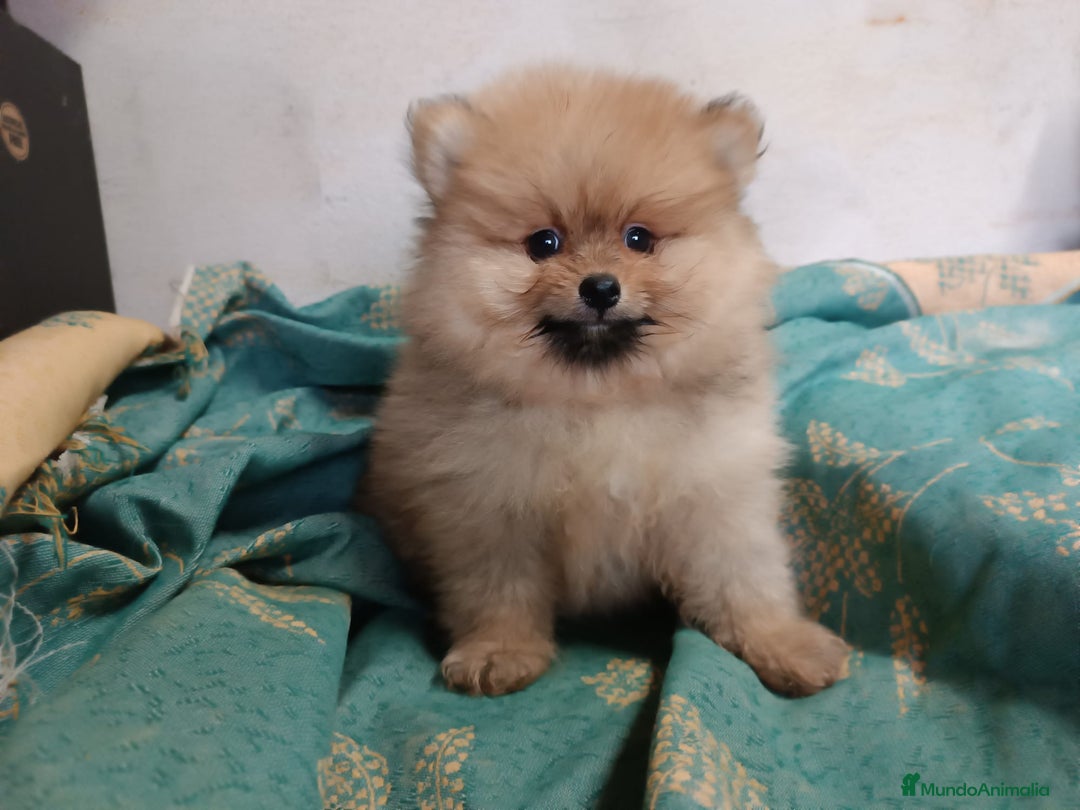 Pomerania perros en venta: PRECIOSO MACHITO POMERANIA - Imagen 2