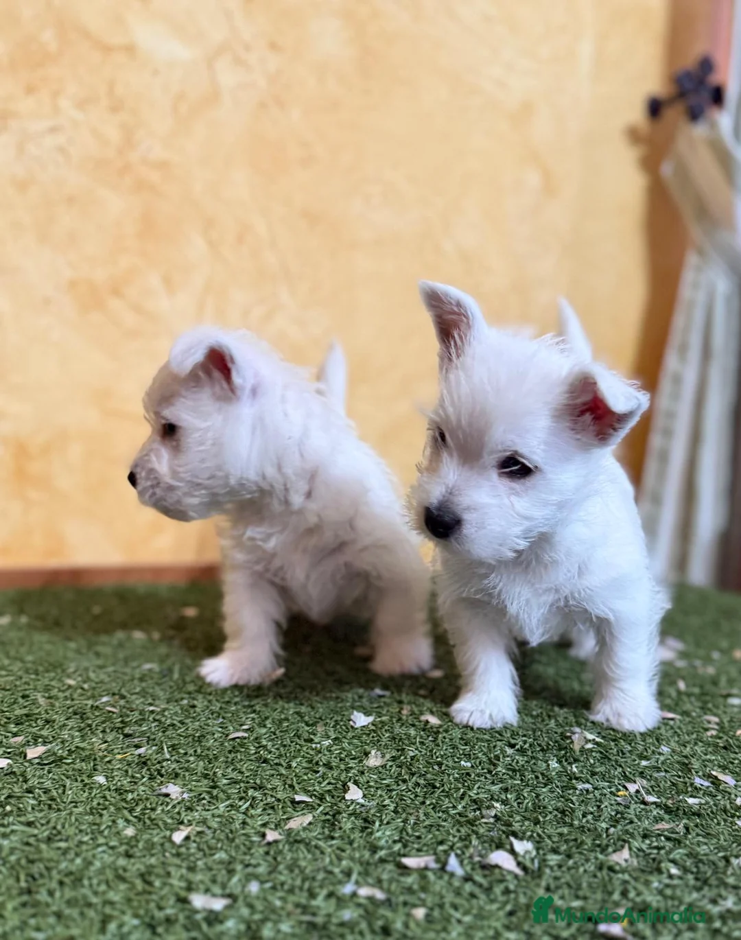 West Highland White Terrier perros en venta: Westys maravillosa raza  - Anuncio 4