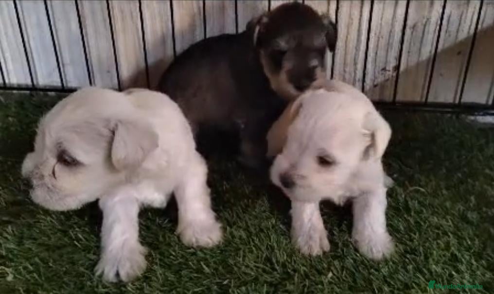 Schnauzer Miniatura perros Schnauzer miniatura  - Anuncio 1