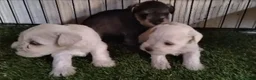 Schnauzer Miniatura perros en venta: Schnauzer miniatura  - Anuncio 1