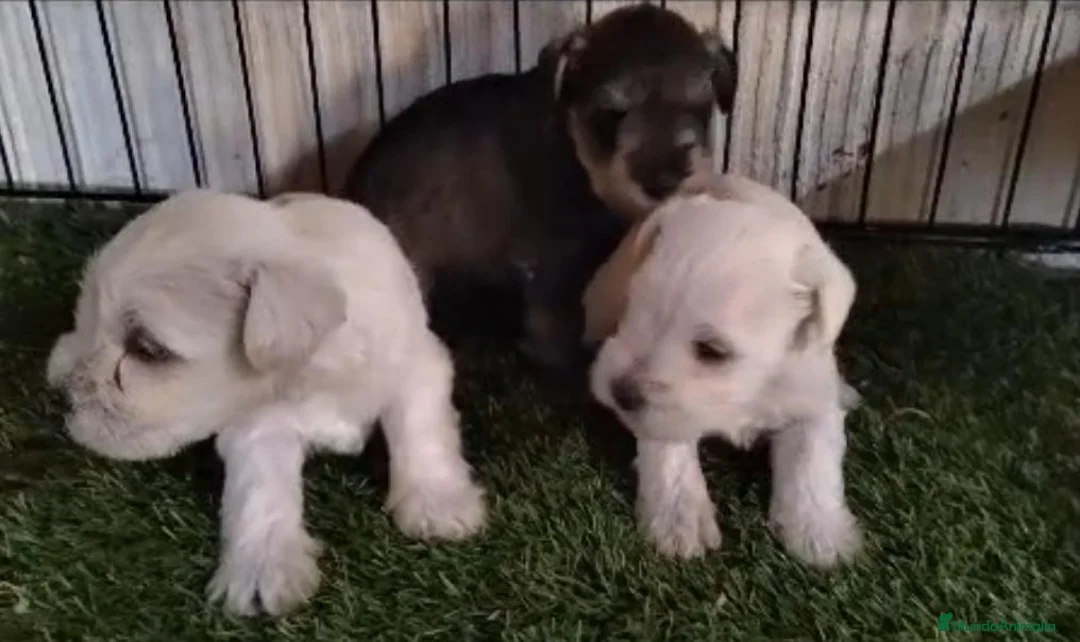 Schnauzer Miniatura perros en venta: Schnauzer miniatura  - Anuncio 1