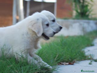 Golden Retriever perros Golden Retriever en Madrid - Anuncio 24