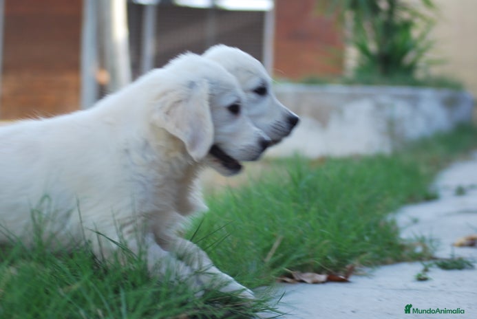 Golden Retriever perros en Madrid - Anuncio 16