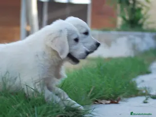 Golden Retriever perros Golden Retriever en Madrid - Anuncio 9