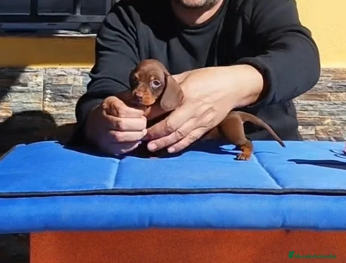 Imagen de galería {{count}}