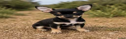 Chihuahua perros en venta: Chihuahua  - Anuncio 3