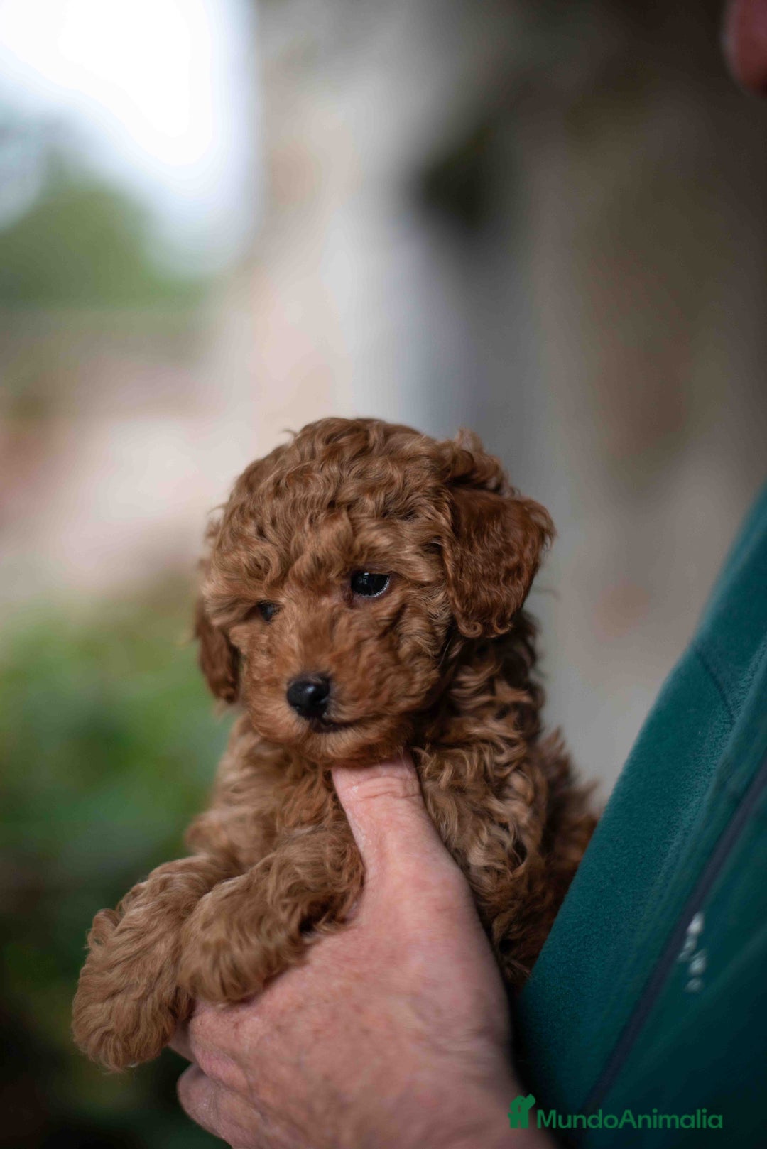 Caniche Toy perros en venta: caniche toy macho - Imagen 3