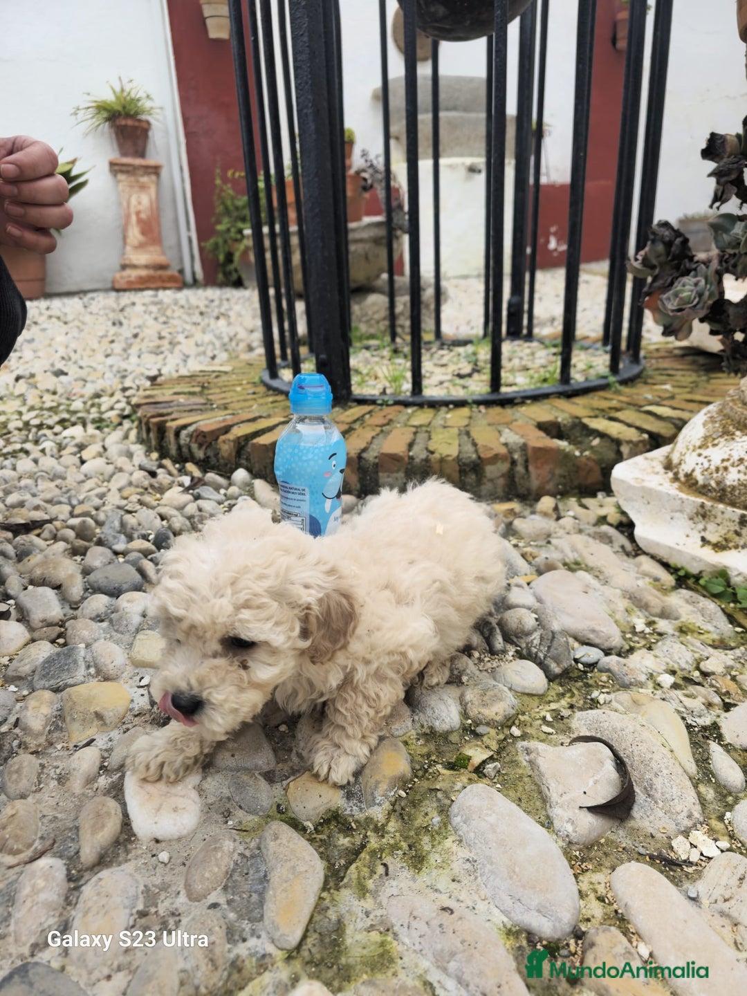 Caniche Toy perros en venta: Caniche toy  - Anuncio 4