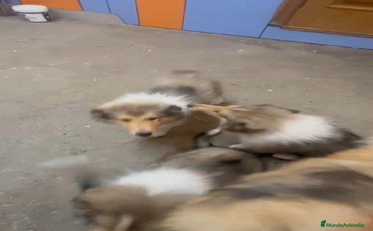 Collie de Pelo Largo perros - Anuncio 1