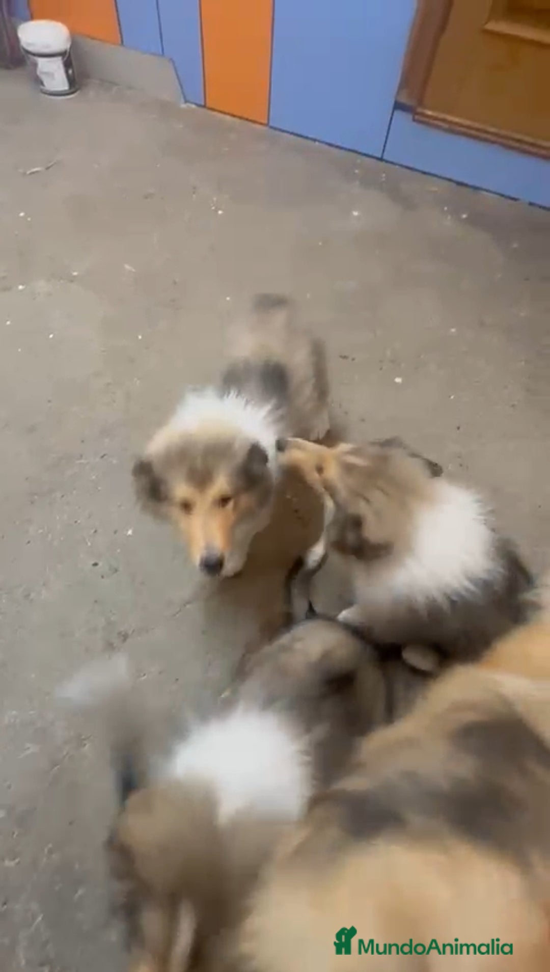 Collie de Pelo Largo perros en venta: Rough Collie - Imagen 1