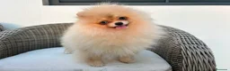 Pomerania perros en venta: Pomerania hembra toy - Anuncio 7