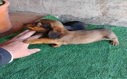 Teckel Miniatura perros en venta: Cachorro macho teckel  - Anuncio 2