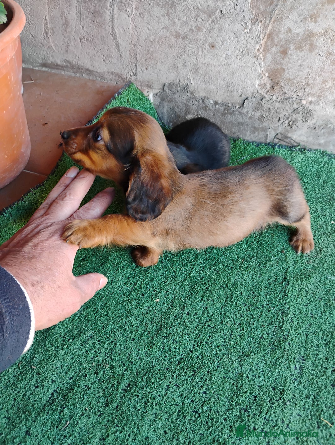 Teckel Miniatura perros en venta: Cachorro macho teckel  - Anuncio 2