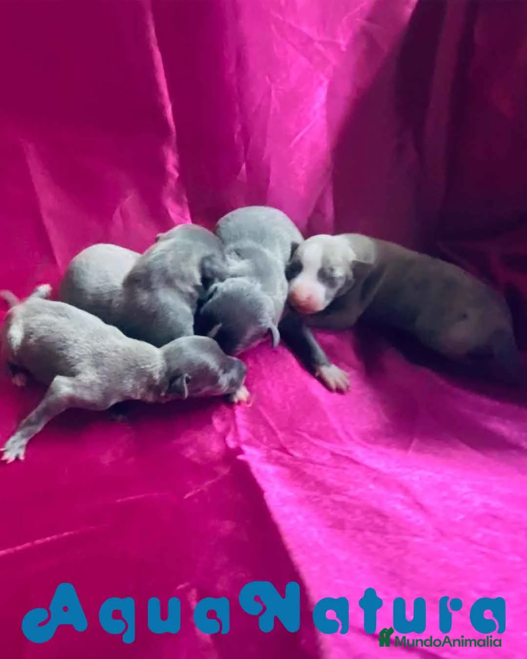 Pequeño Lebrel Italiano perros en venta: Camada Lebrel Italiano de AB y Omega AQUANATURA en Barcelona - Anuncio 8