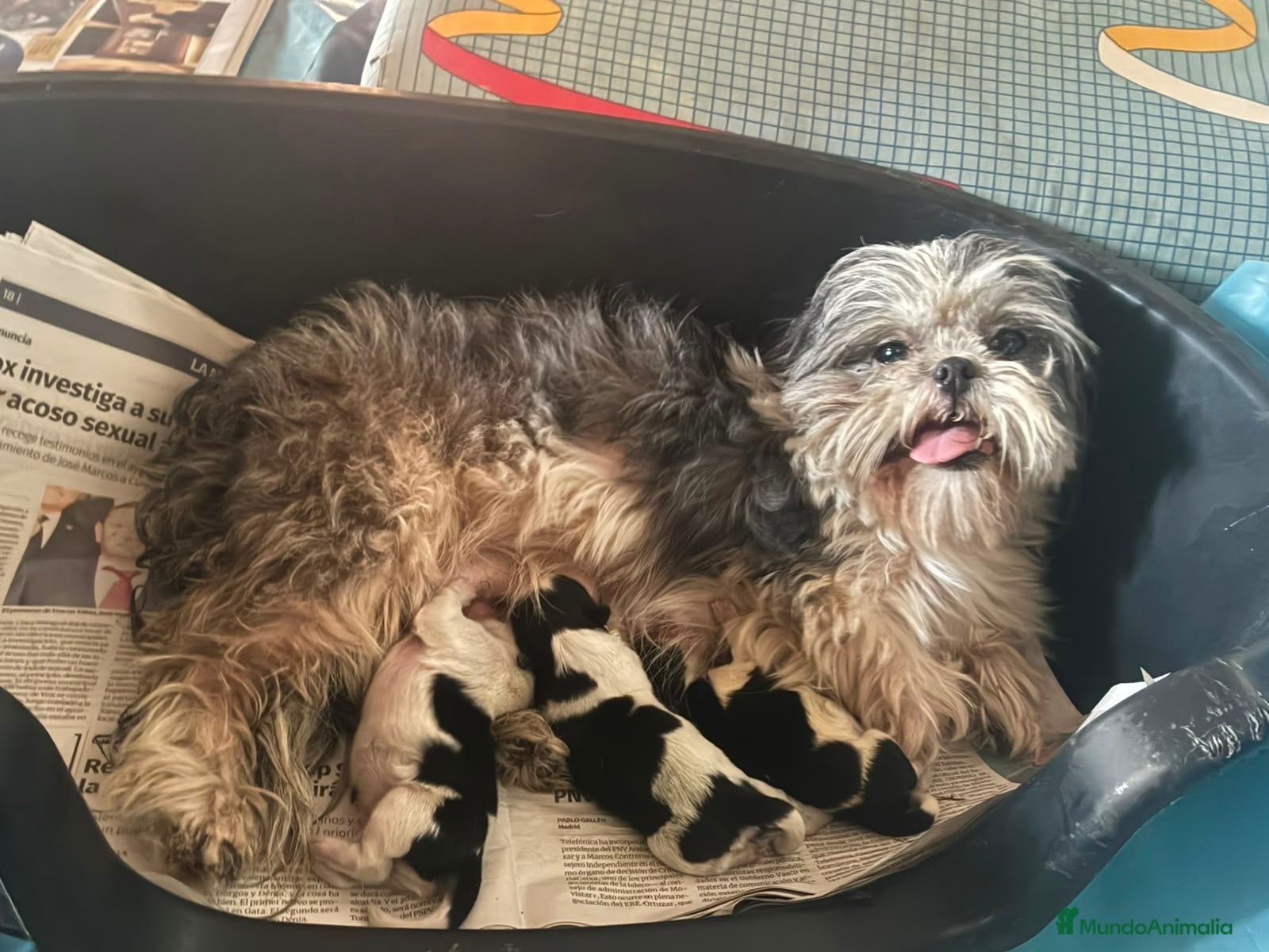 Shih Tzu perros Shihtzu blanco y negro - Anuncio 2