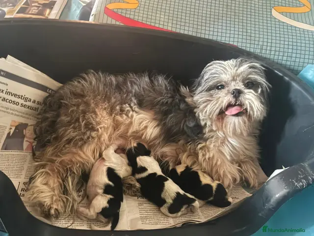 Shih Tzu perros en venta: Shihtzu blanco y negro - Anuncio 2