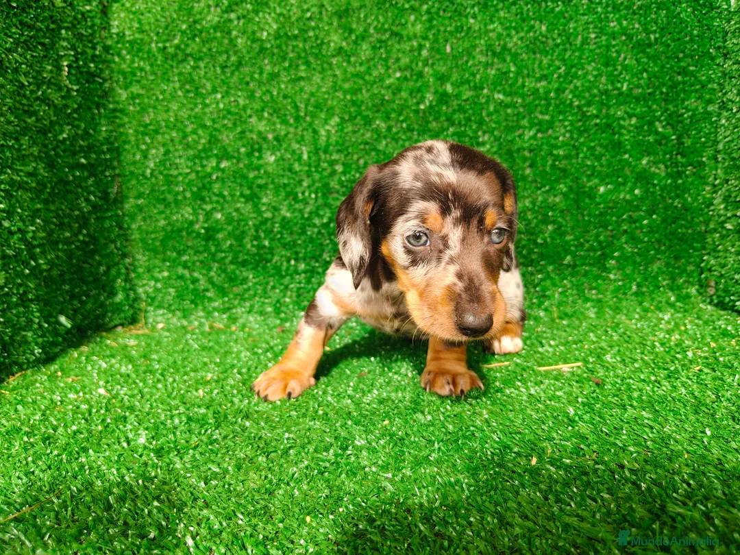 Teckel Miniatura perros en venta: Teckel miniatura  - Anuncio 2