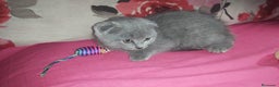 Scottish Fold gatos en venta: Gatita scottish fold joven  - Anuncio 2