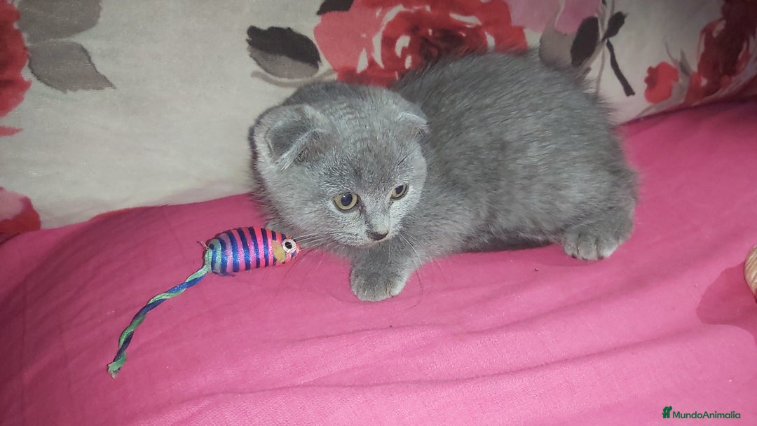 Scottish Fold gatos en venta: Gatita scottish fold joven  - Anuncio 2