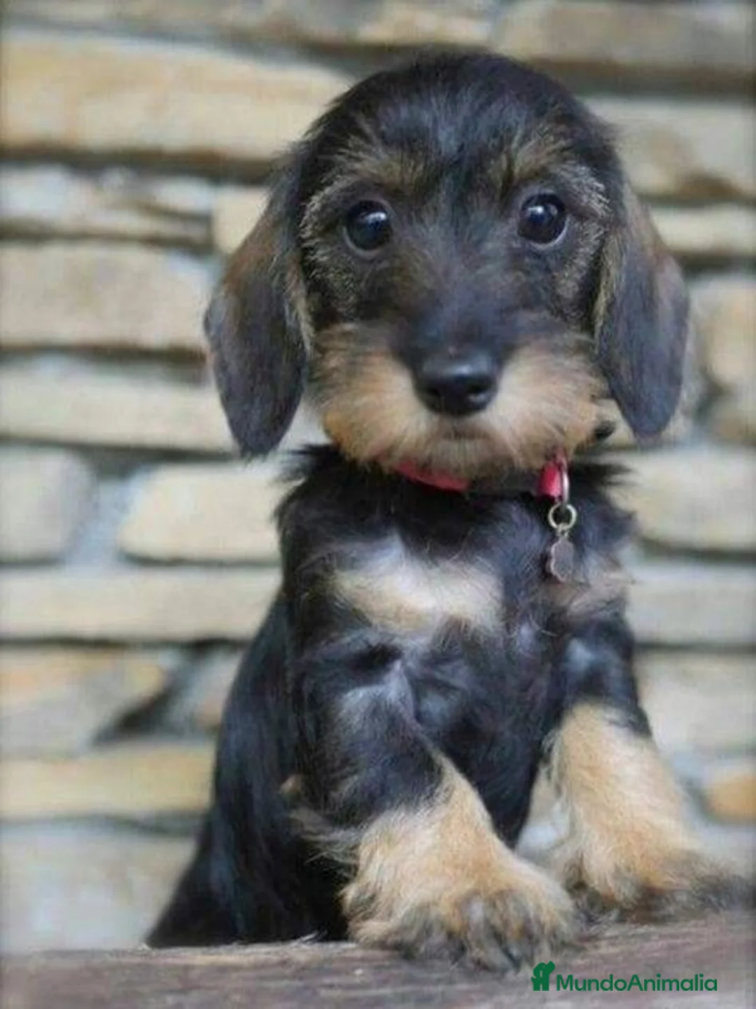 Teckel perros en venta: TECKEL PELO DURO CACHORROS  - Anuncio 1