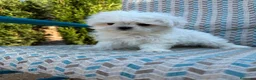 Bichón Maltés perros en venta: Bichon maltés líneas coreanas  - Anuncio 4