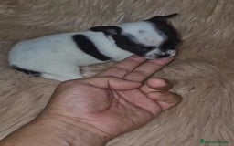 Chihuahua perros en venta: Chihuahua mini-toy ruso - Imagen 6