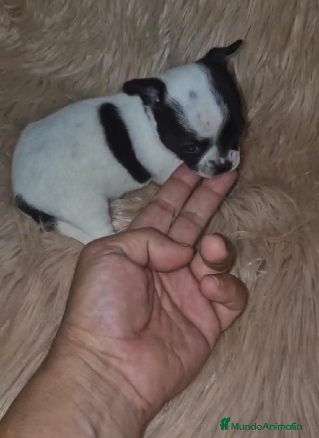 Chihuahua perros en venta: Chihuahua mini-toy ruso - Imagen 6