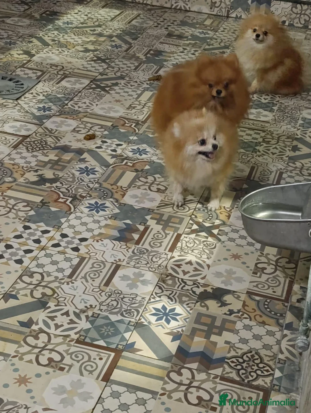Pomerania perros en venta: Macho 9 meses pomerania  - Anuncio 1