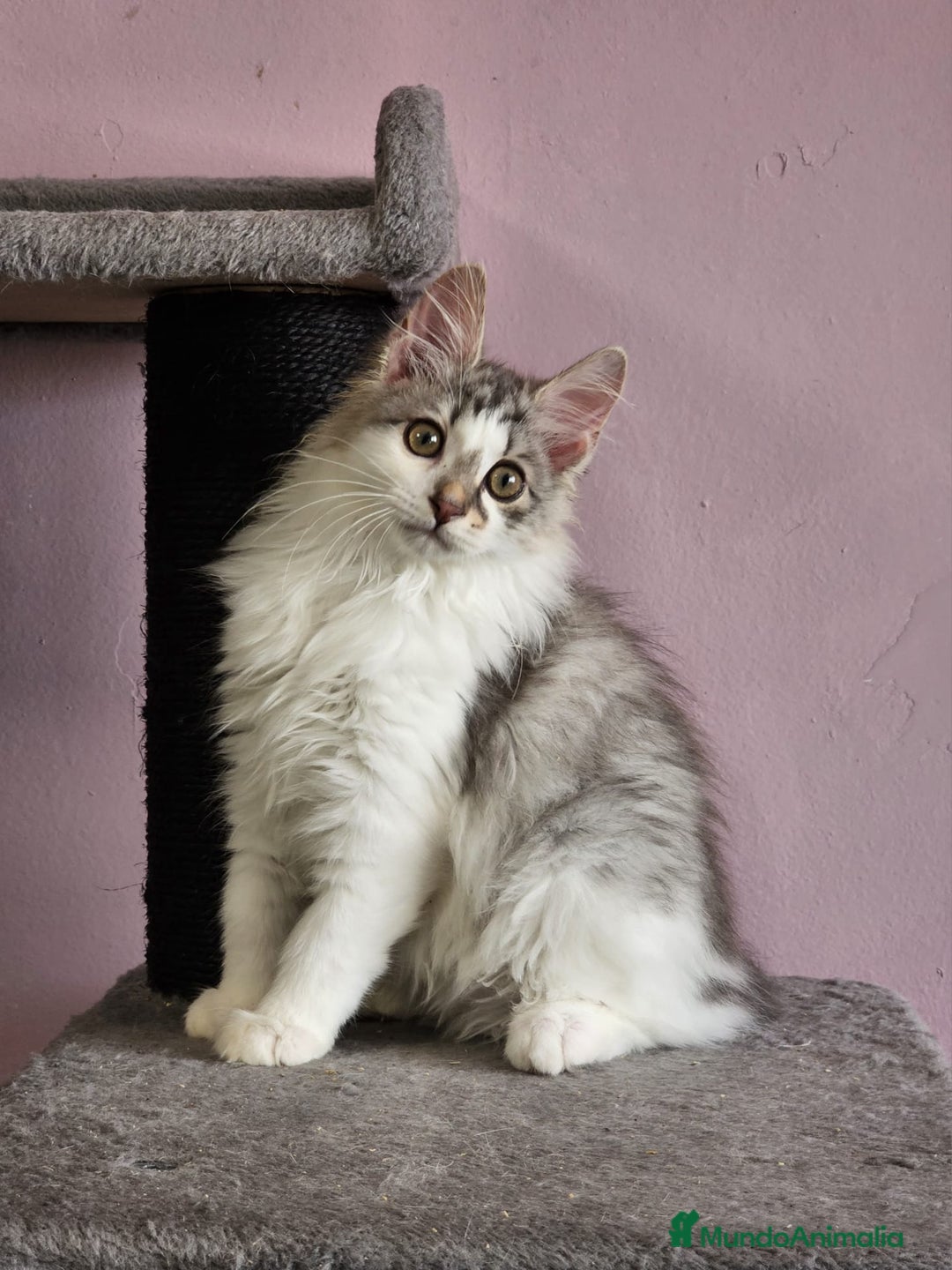 Kurilean Bobtail de Pelo Largo gatos en venta: Kurilian Macho - Anuncio 10