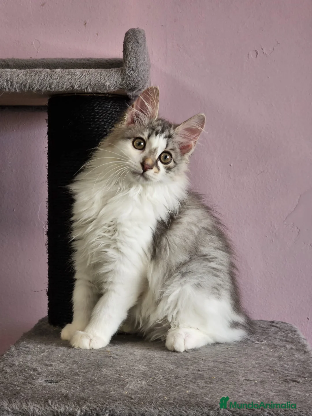 Kurilean Bobtail de Pelo Largo gatos en venta: Kurilian Macho - Anuncio 10
