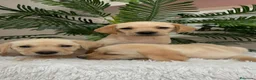 Labrador Retriever perros en venta: LABRADOR RETIREVER - Anuncio 5