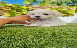 Bichón Maltés perros en venta: BICHÓN MALTÉS HEMBRA - Imagen 14
