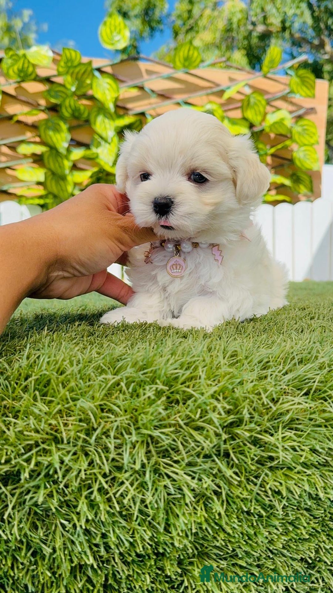 Bichón Maltés perros en venta: BICHÓN MALTÉS HEMBRA - Imagen 14