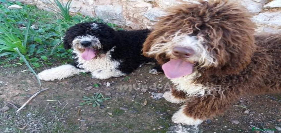 Imagen de galería {{count}}