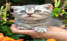 Británico de Pelo Corto gatos en venta: Gatitos British Pelo Corto - Imagen 2