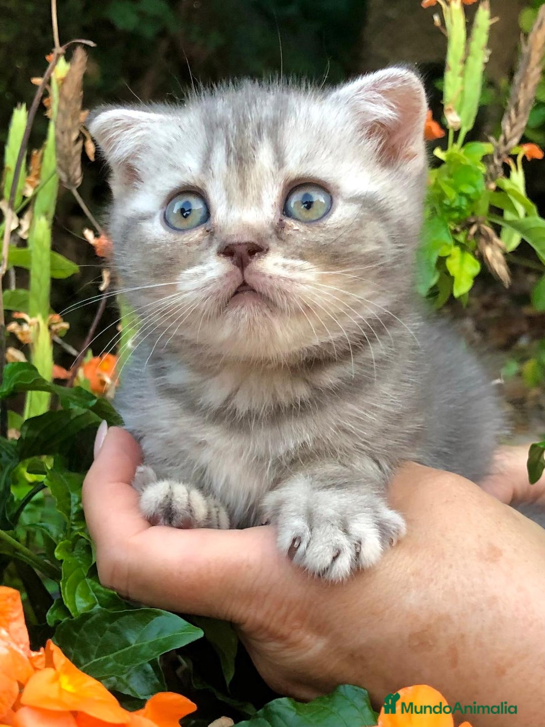 Británico de Pelo Corto gatos en venta: Gatitos British Pelo Corto - Imagen 2