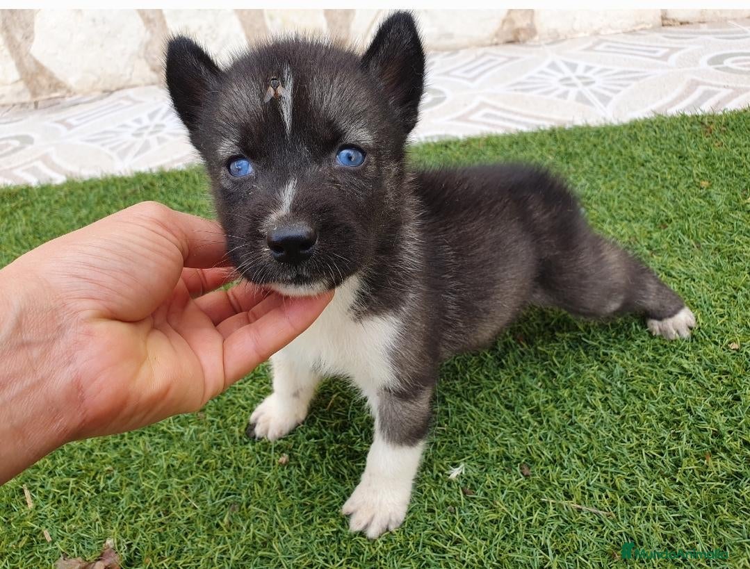 Husky Siberiano perros Husky Jet Black y Agouti EXÓTICOS - Anuncio 2